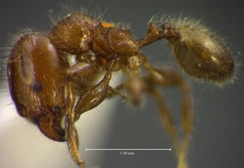 Media type: image;   Entomology 34353 Aspect: habitus lateral view